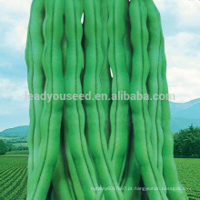 BE07 No no. 38 maturação antecipada sementes de feijão verde para plantio